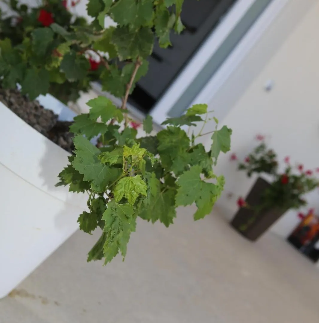 La Vite Villa Locogrande Holiday home